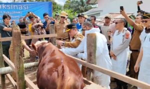 Momen Gubernur Jambi, Al Haris menyuntikkan vaksin PMK ke ternak sapi di Kumpeh, Muarojambi. Foto: Riky Serampas/Pariwarajambi