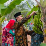 Ketua DPRD Provinsi Jambi Panen Pisang Canvendish Bersama Anggota Komisi V DPR RI di Ponpes Irsyadul 'Ibad. Foto dok Humas DPRD Prov Jambi