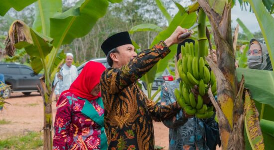 Ketua DPRD Provinsi Jambi Panen Pisang Canvendish Bersama Anggota Komisi V DPR RI di Ponpes Irsyadul 'Ibad. Foto dok Humas DPRD Prov Jambi