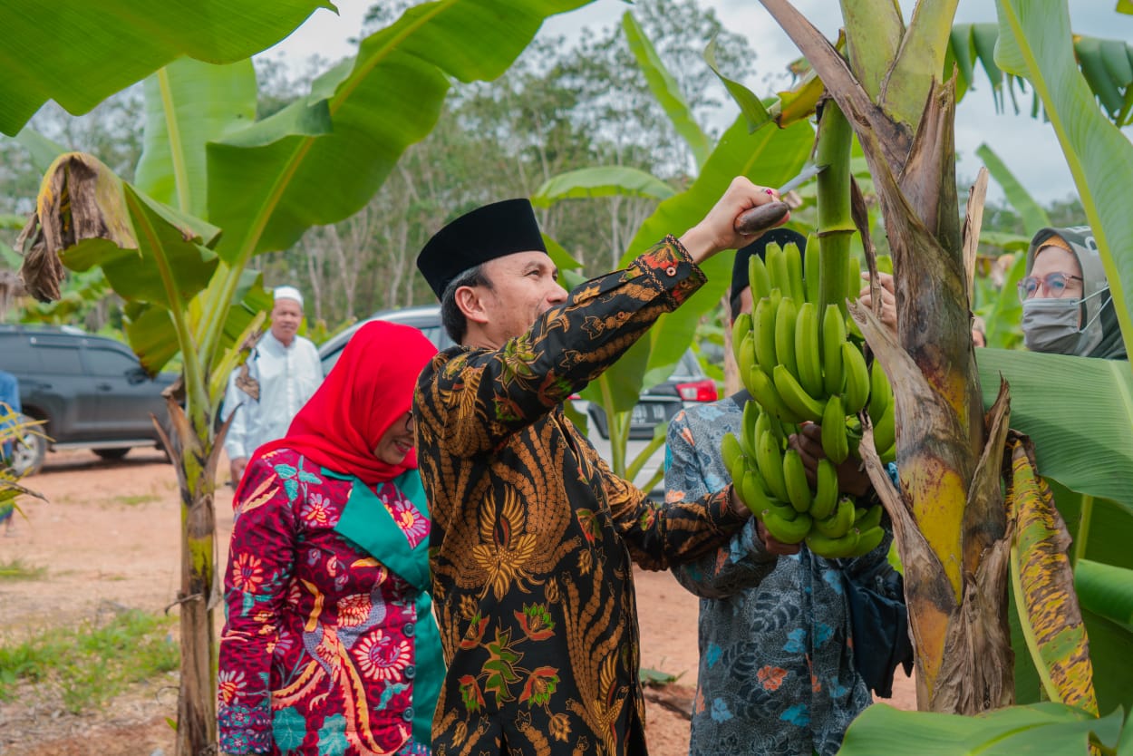Ketua DPRD Provinsi Jambi Panen Pisang Canvendish Bersama Anggota Komisi V DPR RI di Ponpes Irsyadul 'Ibad. Foto dok Humas DPRD Prov Jambi