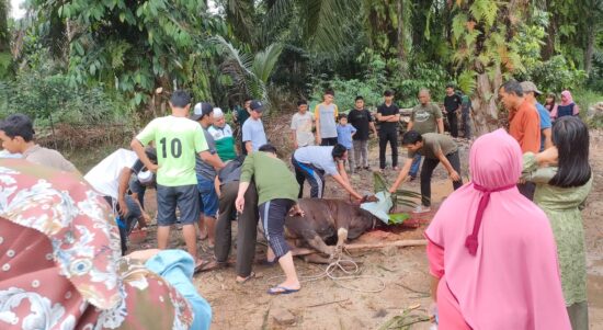 Ilustrasi kurban. Foto: Riky Serampas/Pariwarajambi