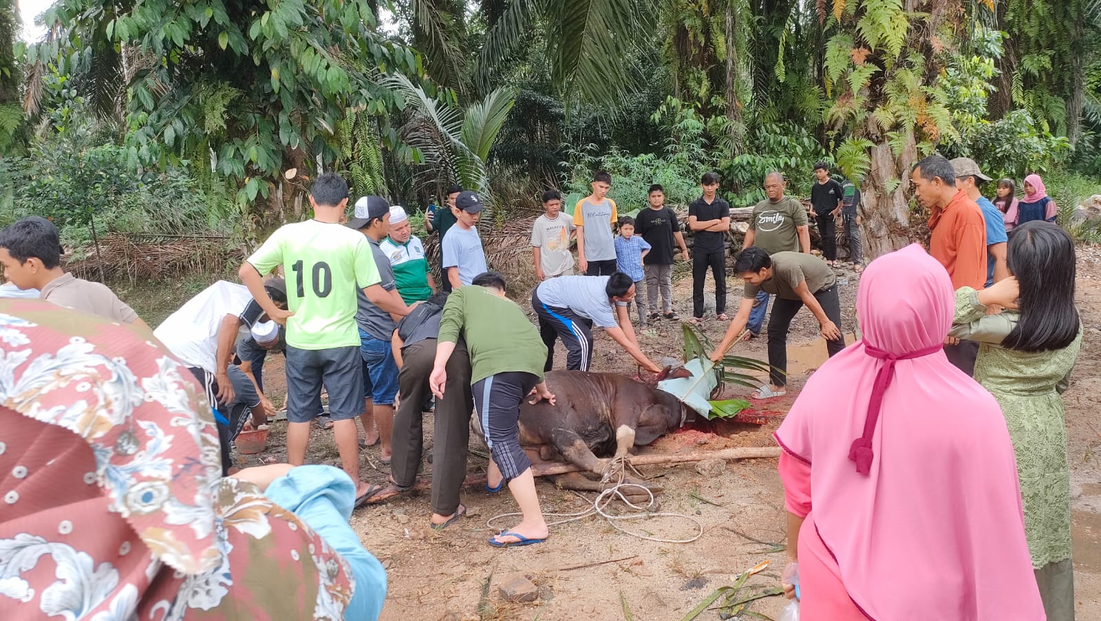 Ilustrasi kurban. Foto: Riky Serampas/Pariwarajambi