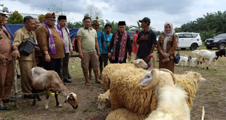 Gubernur Jambi Al Haris meninjau komunitas pecinta ternak Tabir Selatan Kabupaten Merangin. Foto: Riky Serampas/Pariwarajambi